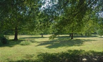 a sunny day with trees and grass , taken from the perspective of someone standing under them at River Valley Rentals
