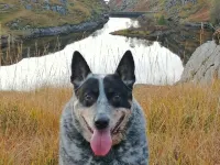 Lochshiel caravans 1 Acharacle Ξενοδοχεία στην πόλη Acharacle