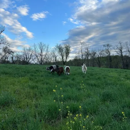Winery & Vineyard Mill with 1000+ acres of hiking. Farm with Goats & Horses