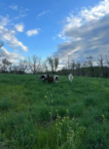 Winery & Vineyard Loft with 1000+ acres of hiking. Farm with Goats & Horses