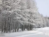 A quaint cottage in the woods. Close to world class ski resort, Sun Valley.