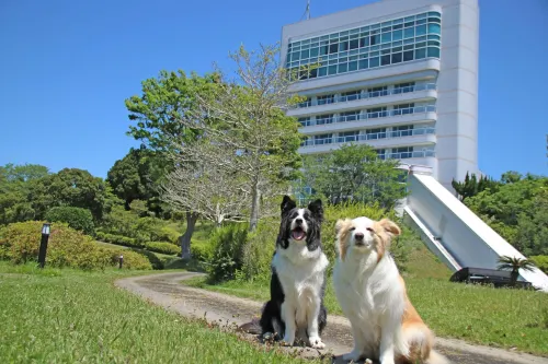 Nanki Shirahama Wan Wan Paradise Hotel Hotels in Kamitonda