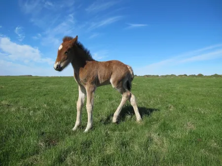 Nature and Mountain view Отели в г. Borgarbyggd
