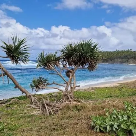 Tanna Lava View Bungalows