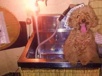 Unohamakan, a Pet-Friendly Hot Spring Inn - Hot Springs