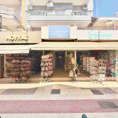 Seagull by Halu Others