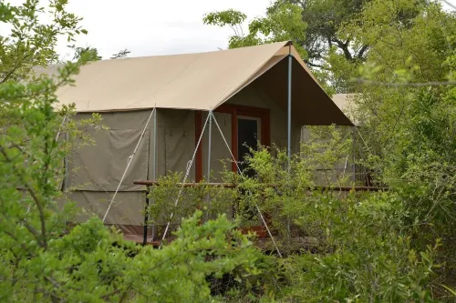 The Wild Olive Tree Camp - Campgrounds