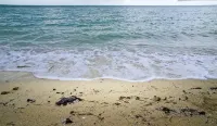 Taste of Paradise - Beach