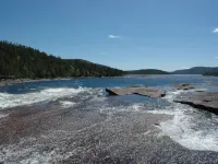 Bortebu