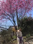 츠바메야 - 1성급