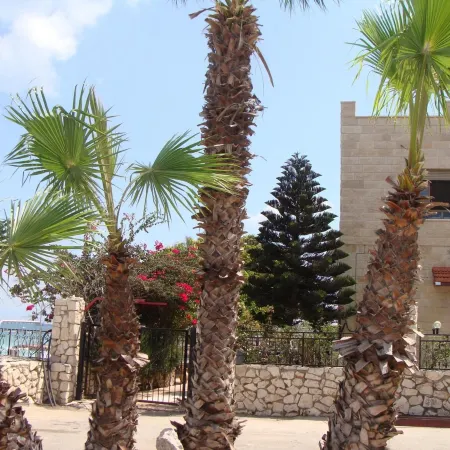 Tamer Guest House