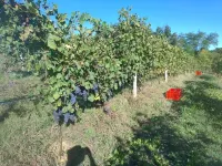 Agriturismo Cascina Ponchietta - Виллы