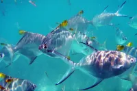 Fairy-Tern Chalets Cerf Island Hotels in Cerf Island