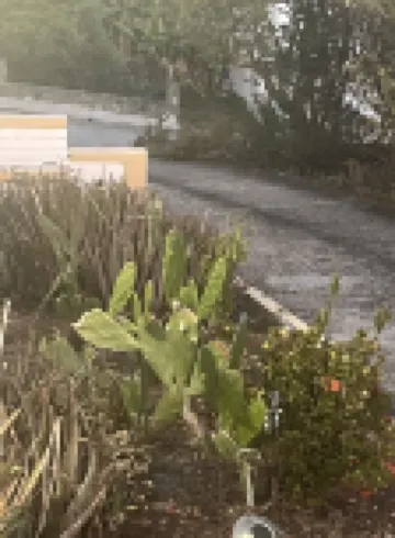 1 Bedroom near Red Hook St Thomas VI