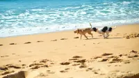 Oasis Wadaura - Beach