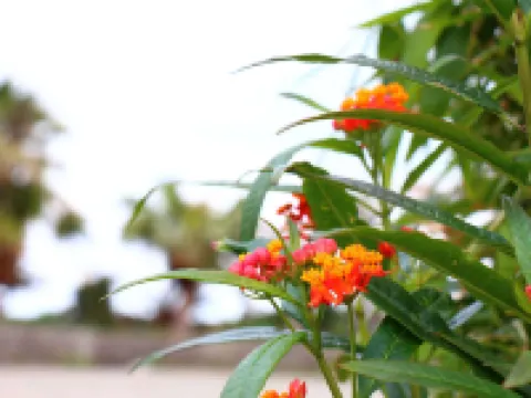 Pension Kongo Baru Hotels in Tokunoshima