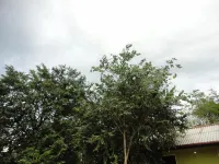 Inn on the Tree Hotels in Kimbissa