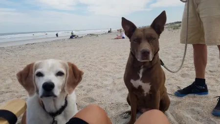 1ST STREET RETREAT UPDATED DOG FRIENDLY APARTMENT WITH FENCED IN YARD!! Отели в г. Сейнт Огастин Бич