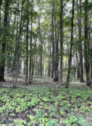 Fully remodeled cottage on private wooded setting, minutes from golf and skiing!