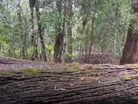 Springbrook Canyon Cabin