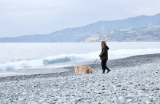 犬與海邊