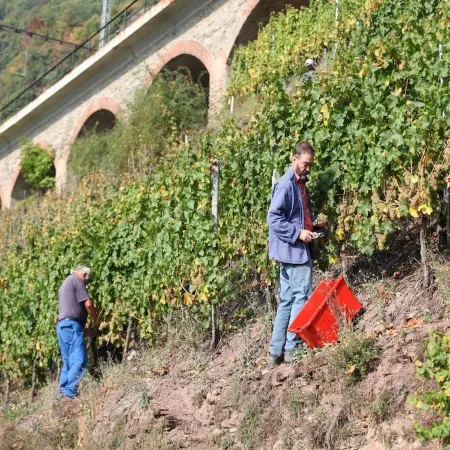 Wein & Wohngut Paulushof