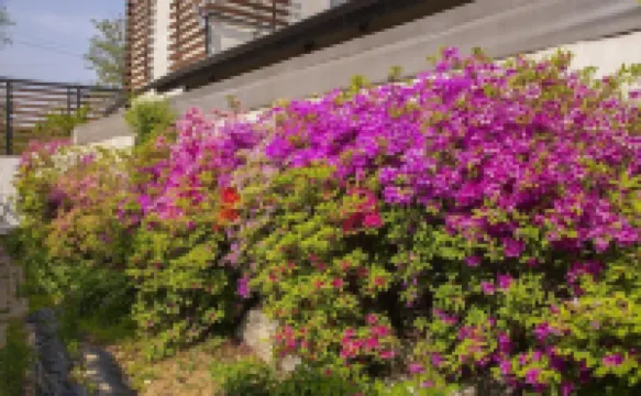 Eumseong Black and White