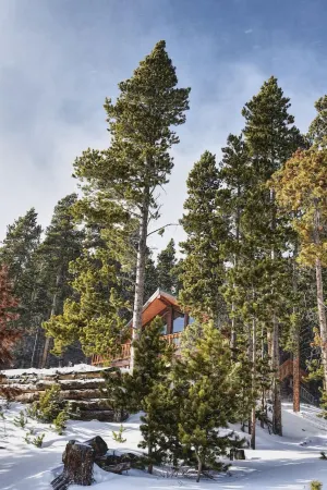 The Alice Cabin in Winterland!