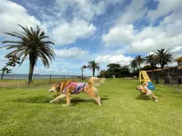 Enjoy a stay with your dog at Japani Tateyama Hotels in Tateyama