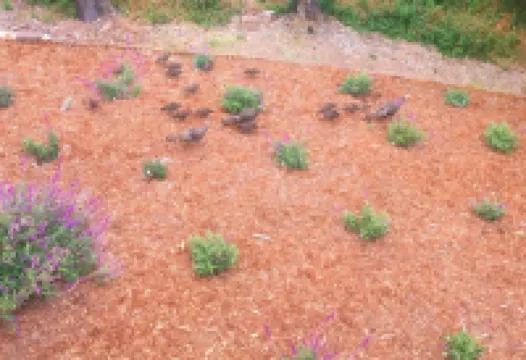 Cambria Ocean View Tudor on Forested Preserve