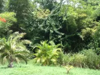 Romantic Tropical Hideaway - Birds & Bees Cottage Hotels in 