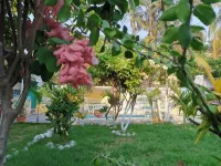Rancho Mama Juany