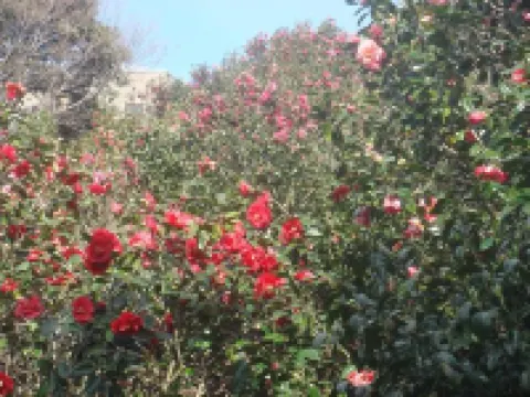 Tsubaki Shizen En Hoteles en Anan