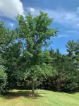 Sharpsburg Retreat--Civil War Home Near Antietam Battlefield, C&O Canal Towpath