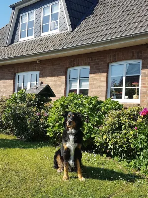 Vacation with a dog in North Frisia