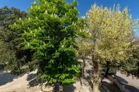 Pellegrini Luxury Rooms