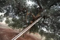L'Antico Trullo Hôtels à : Pezze di Greco