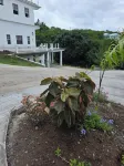 Chez Mango Villas Hotels in 