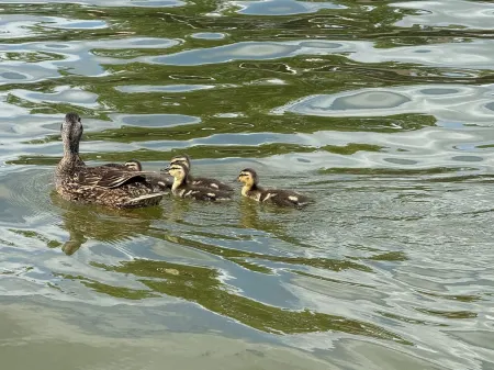 Cozy cabin in adorable Granite Shoals with WiFi, AC Отели рядом с достопримечательностью «Lake Lyndon B. Johnson»