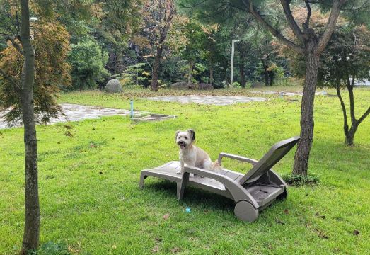 양평 더큐브애견펜션