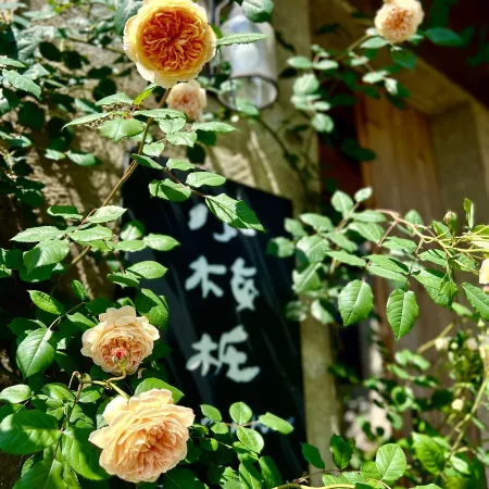 Little Plum House Homestay