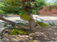 Manav Farm House Hotels in Ambot