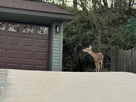 Deer Hill - Charming 3-bedroom house with WiFi and AC overlooking Copperas Cove