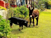 Casa LUNAH Cabalgatas y Meditación Hotels near Rancho El Reencuentro