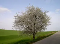 Le Moulin des Marionnettes Hotel di Bonas