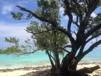 Discover Paradise at Lillian’s Bungalows in Abaco