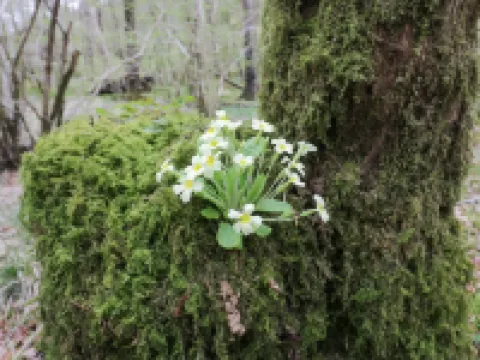 卡特梅爾公寓 卡特梅爾酒店