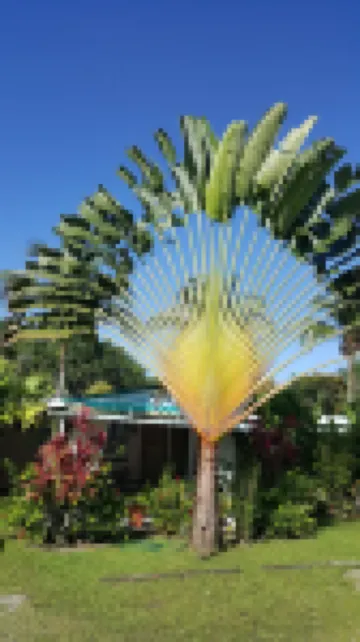 Hotel El Colibri Rojo - Cabinas - le Colibri Rouge Hotels in 