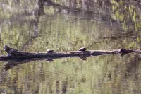 A unique and tranquil getaway at a cozy garden level apartment Hotels in Bethlehem