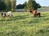 Cozy 3-bedroom cottage encased by expansive country pastures! Hotel di Taylor County